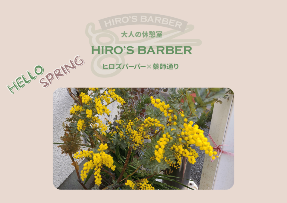 ミモザが咲き始めました